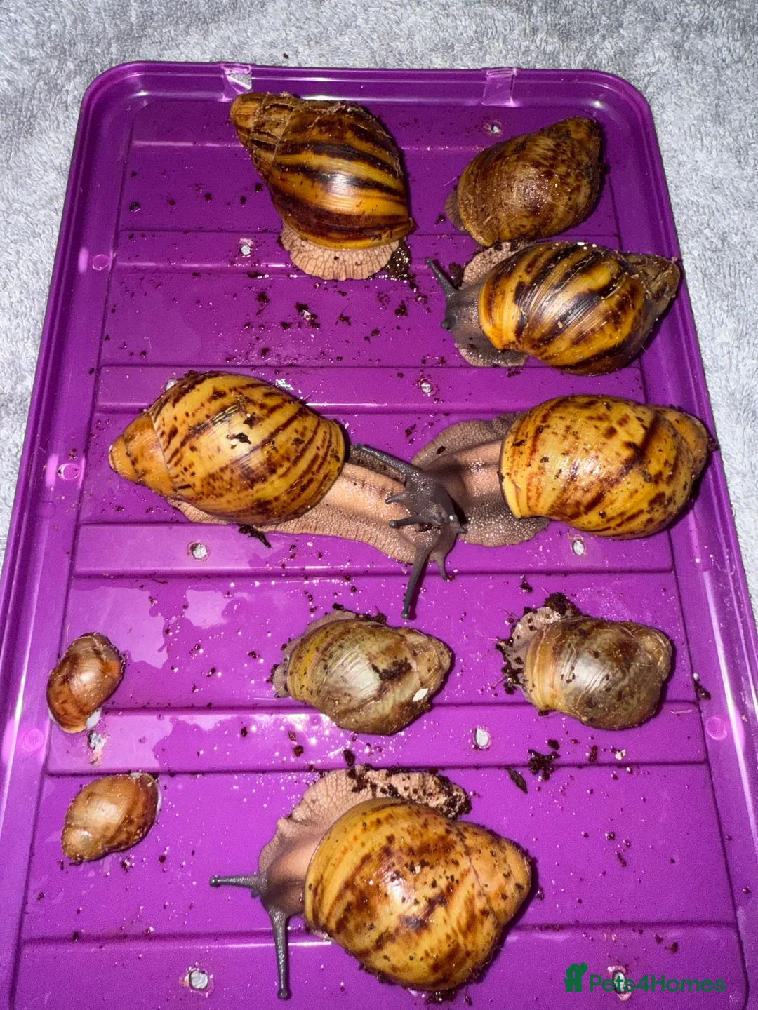 Snails invertebrates for sale: Ovum snails  - Advert 1