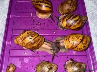 Snails invertebrates Ovum snails - Advert 1