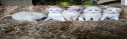 Ragdoll cats for sale: Pure Ragdoll Kittens 🌸 - Advert 18