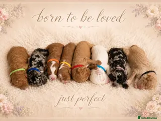 Cavapoo dogs Stunning Cavapoo x Australian Labradoodle puppies - Advert 10