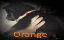 Shepsky dogs for sale: Siberian husky hybrid pups - Image 17
