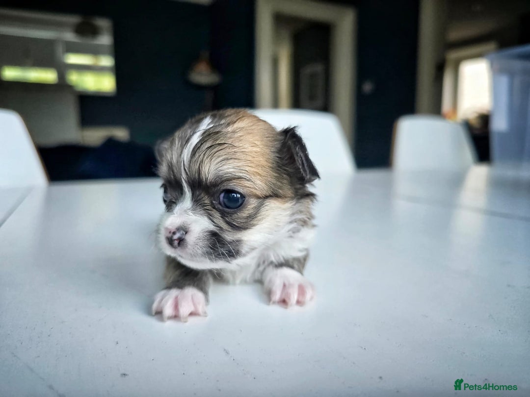 Chihuahua dogs for sale: Beautiful fluffy long haired chihuahuas - Image 13