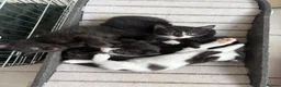 Scottish Fold cats for sale: Scottish Fold Mix Kitten  - Advert 8