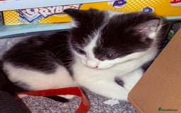 Domestic Shorthair cats for sale: 1 male kitten left - Image 7