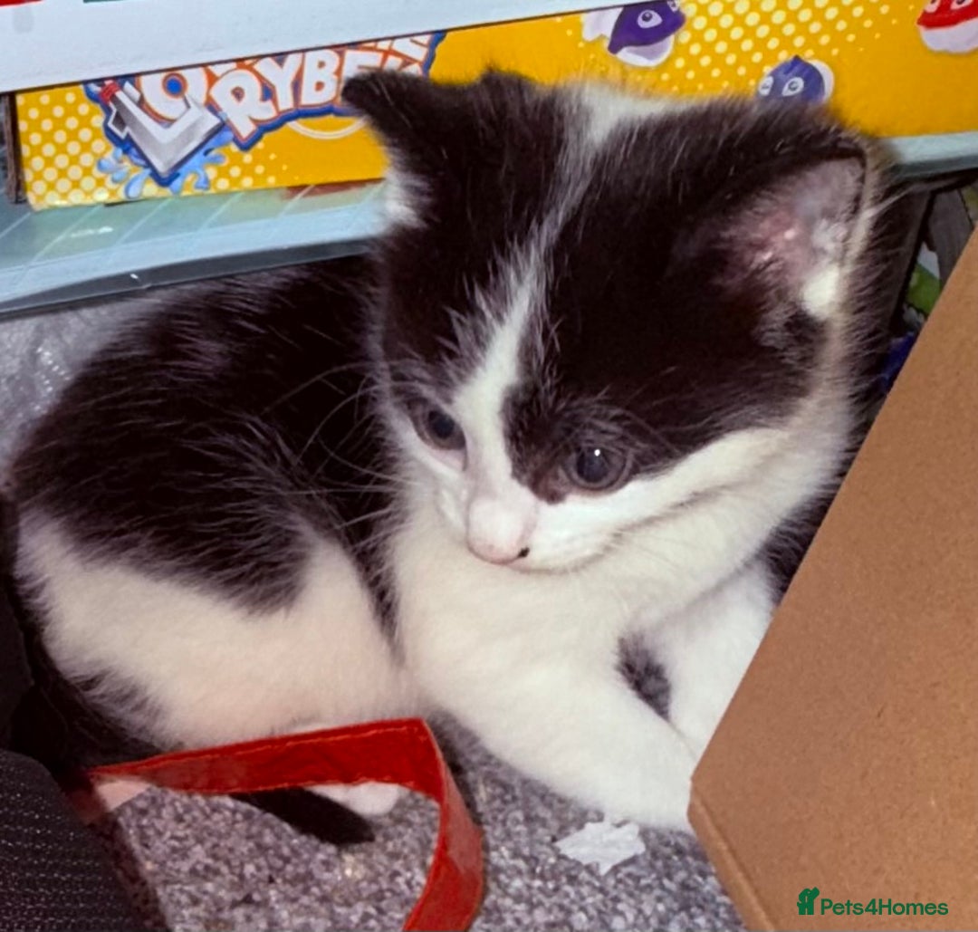 Domestic Shorthair cats for sale: 1 male kitten left - Image 7