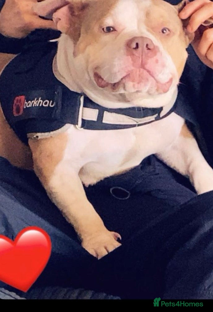 American Bully dogs American pocket bully - Advert 13