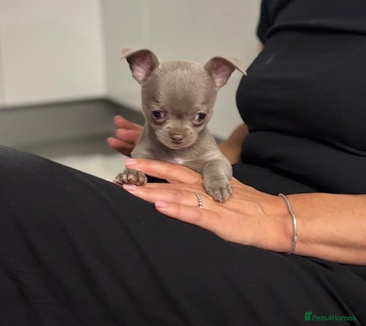 Chihuahua dogs Lilac KC Chihuahua boy 💙 - Advert 6
