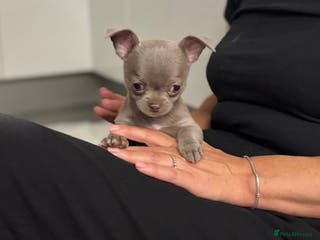 Chihuahua dogs Lilac KC Chihuahua boy 💙 - Advert 19