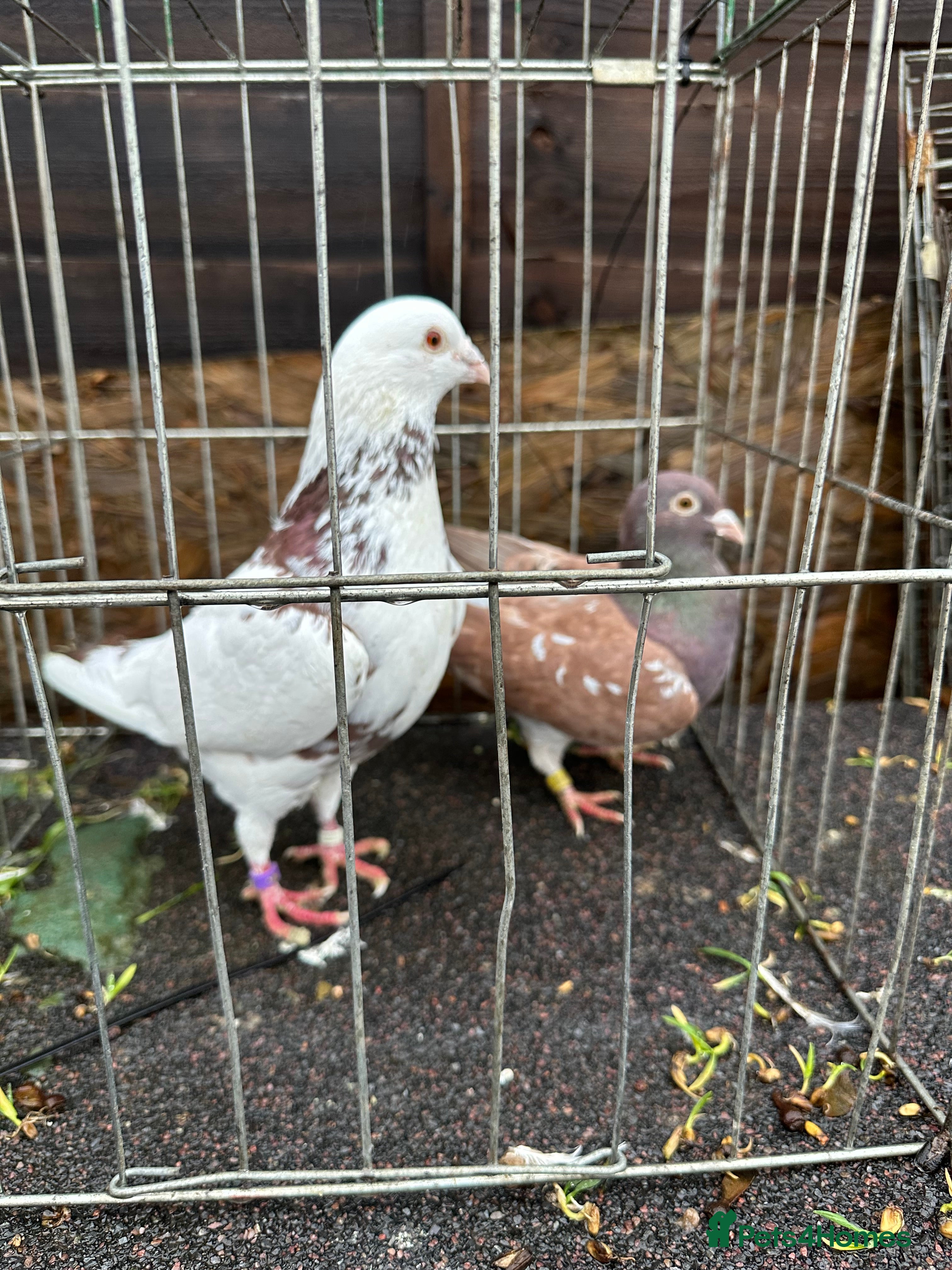 Pigeons birds Pigeons - Advert 1