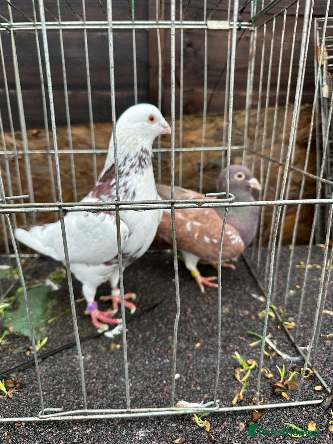 Pigeons birds for sale: Pigeons - Advert 1