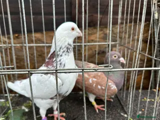 Pigeons birds Pigeons - Advert 12