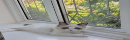 Ragdoll cats for sale: Stunning Ragdoll Kitten in London - Advert 7