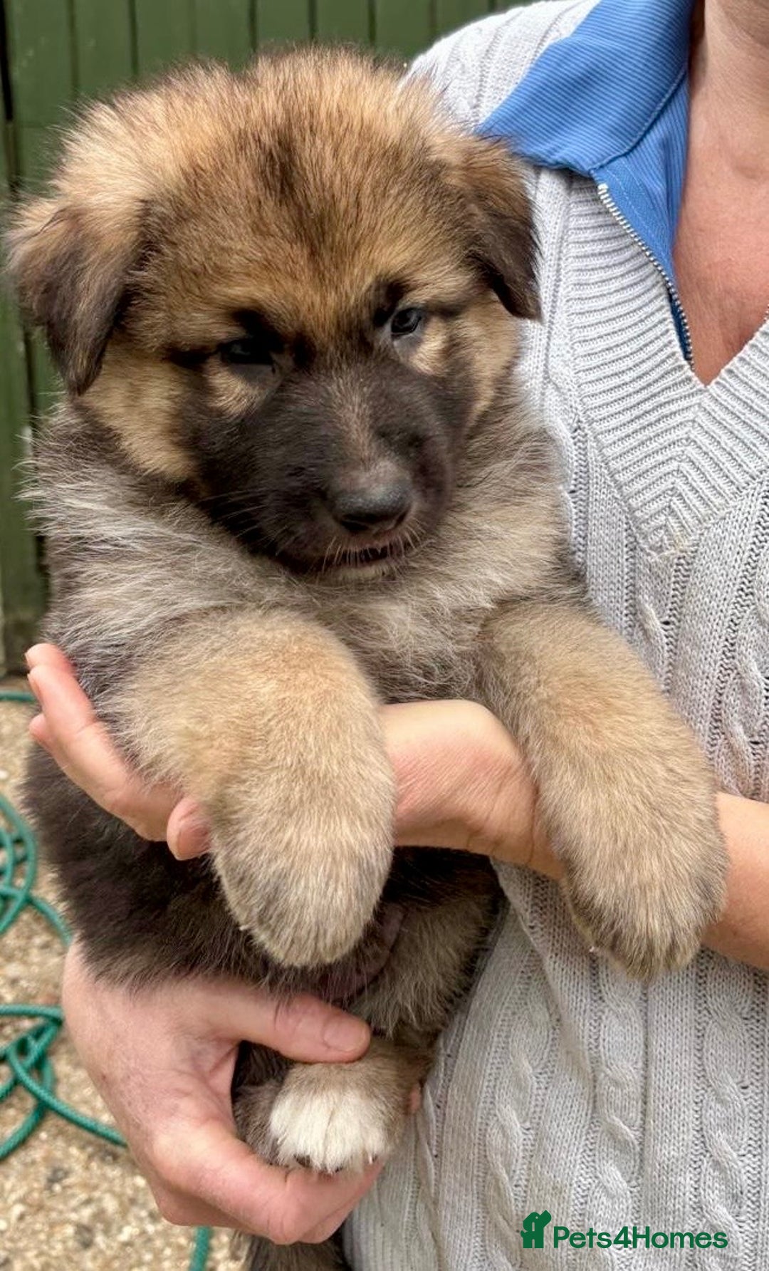 German Shepherd dogs for sale: Adorable GSD pups, straight back line, KC reg - Image 26