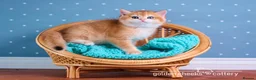 British Shorthair cats for sale: Show Quality British Shorthair Kittens - Advert 5