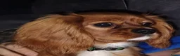 Cavalier King Charles Spaniel dogs for stud: Stanley. Ruby cavalier stud 1 yr. read description in Brentwood - Advert 8
