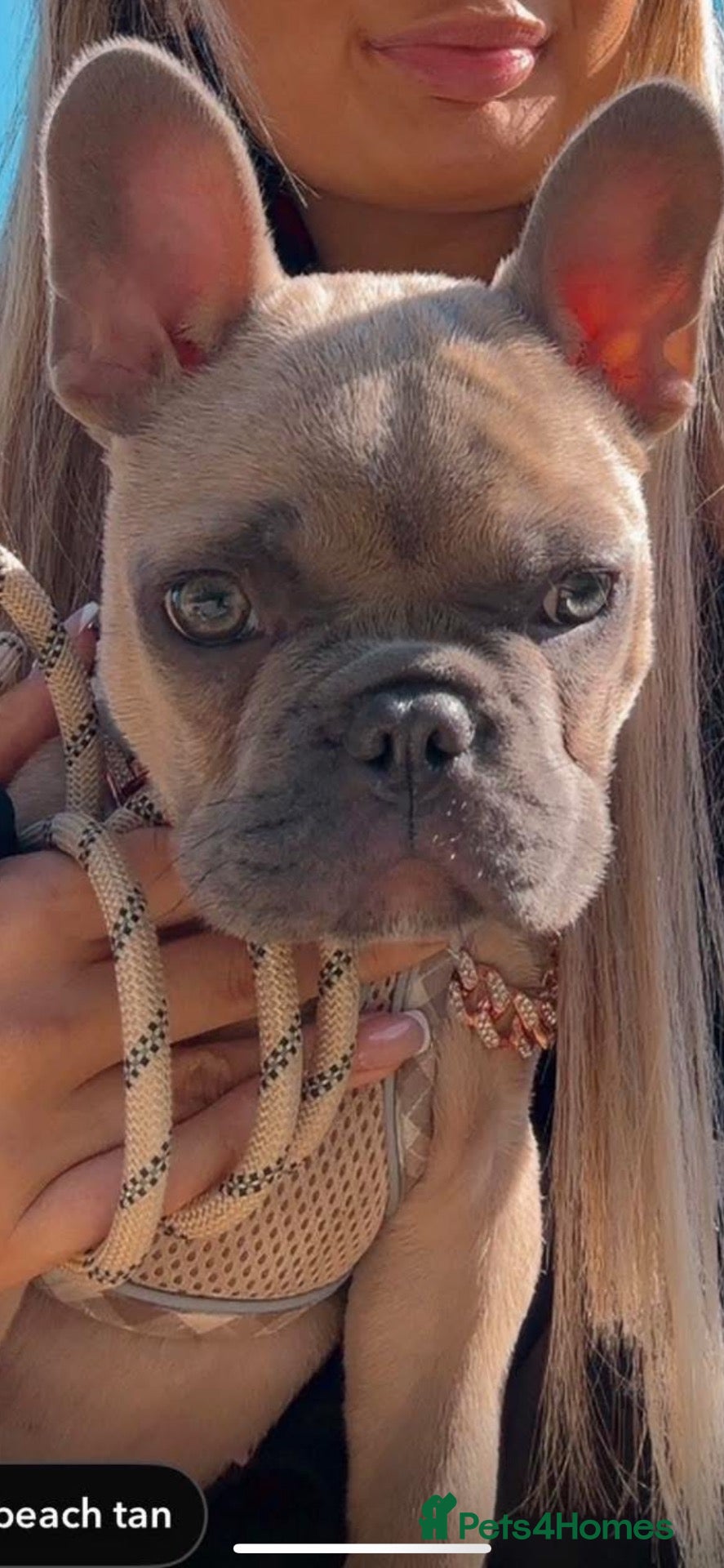 French Bulldog dogs French bulldog  - Advert 1