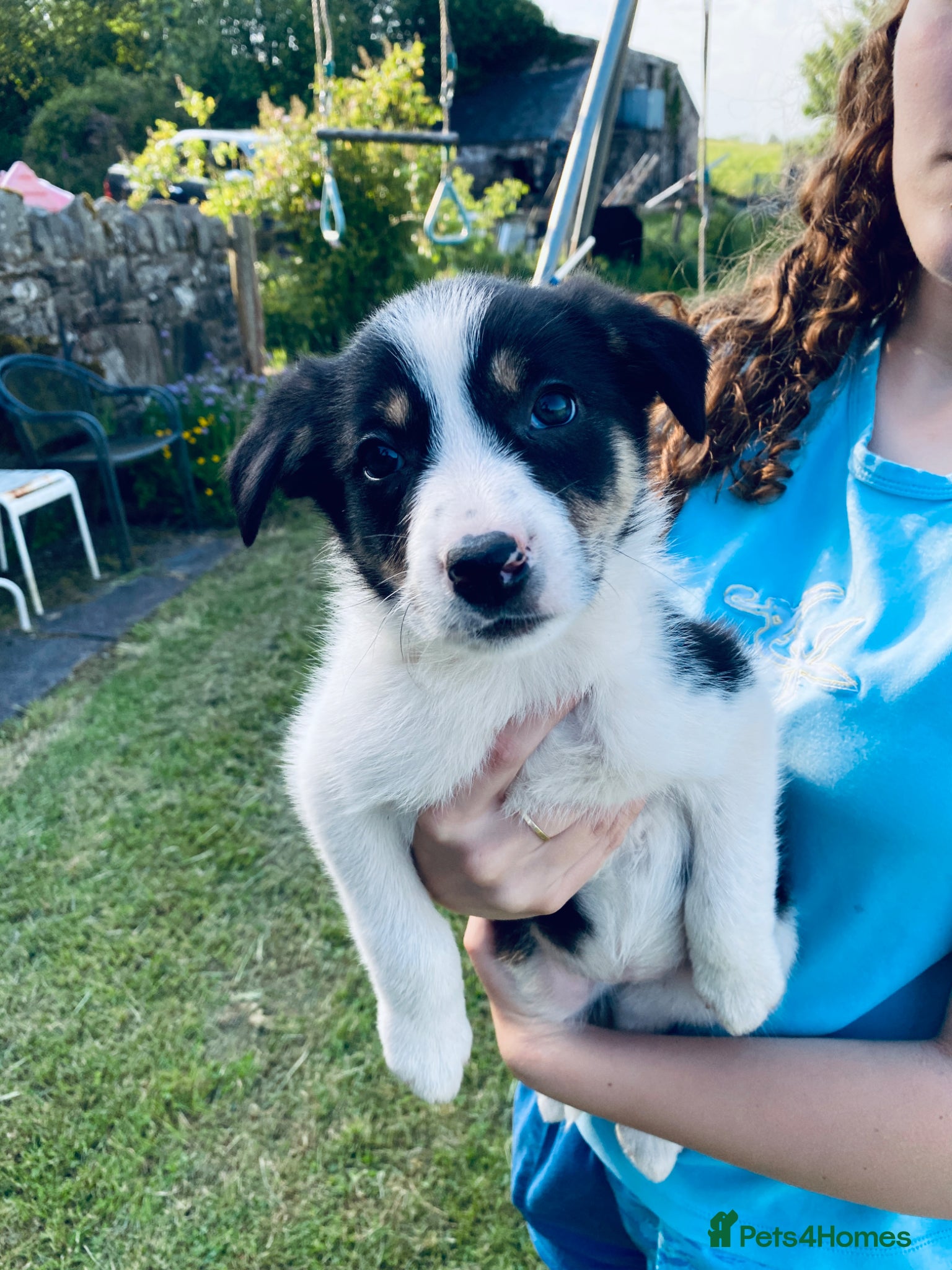 Border Collie dogs for sale: Super litter of border collies - Advert 6