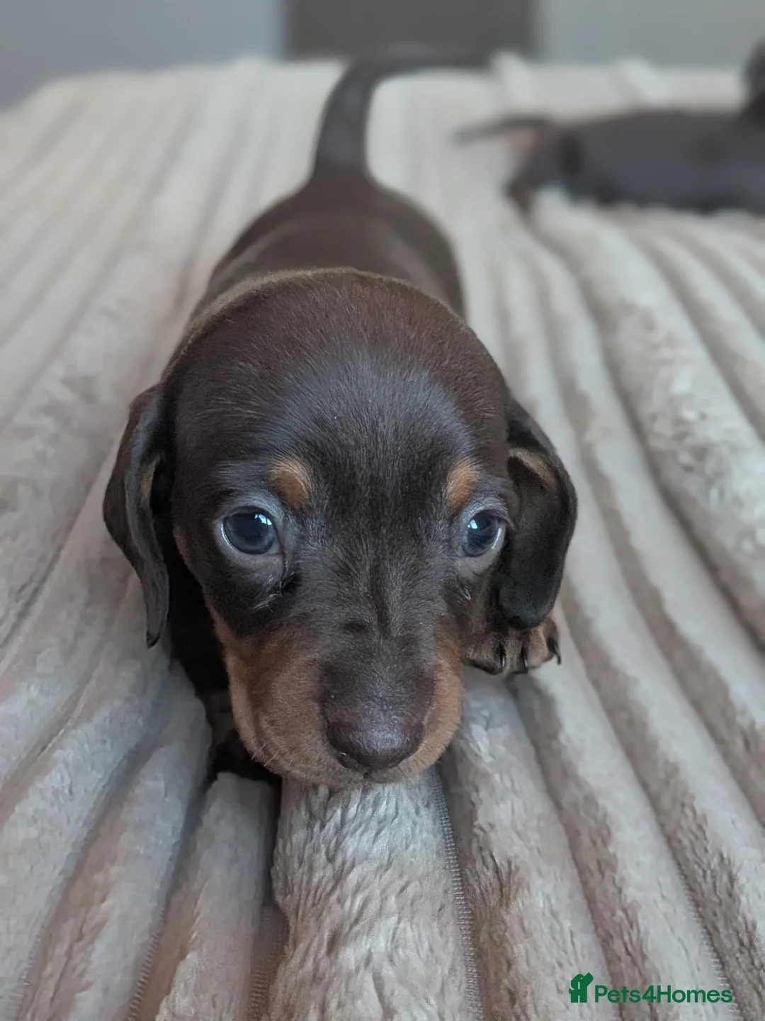 Miniature Dachshund dogs for sale: Miniature dachshund Chocolate and tan girls  in Barrow-in-Furness - Advert 7