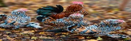 Chickens poultry for sale: Barbu D'uccle Chicks - Advert 6