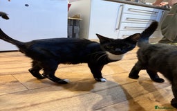 Mixed Breed cats for sale: 4 mixed breed kittens for good honest homes  - Image 4