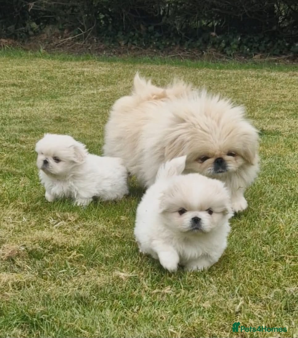 Pekingese dogs for sale: Pekingese puppies  - Advert 5