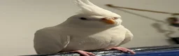 Cockatiels birds for sale: Puffball beautiful albino red eye cockatial  - Advert 3