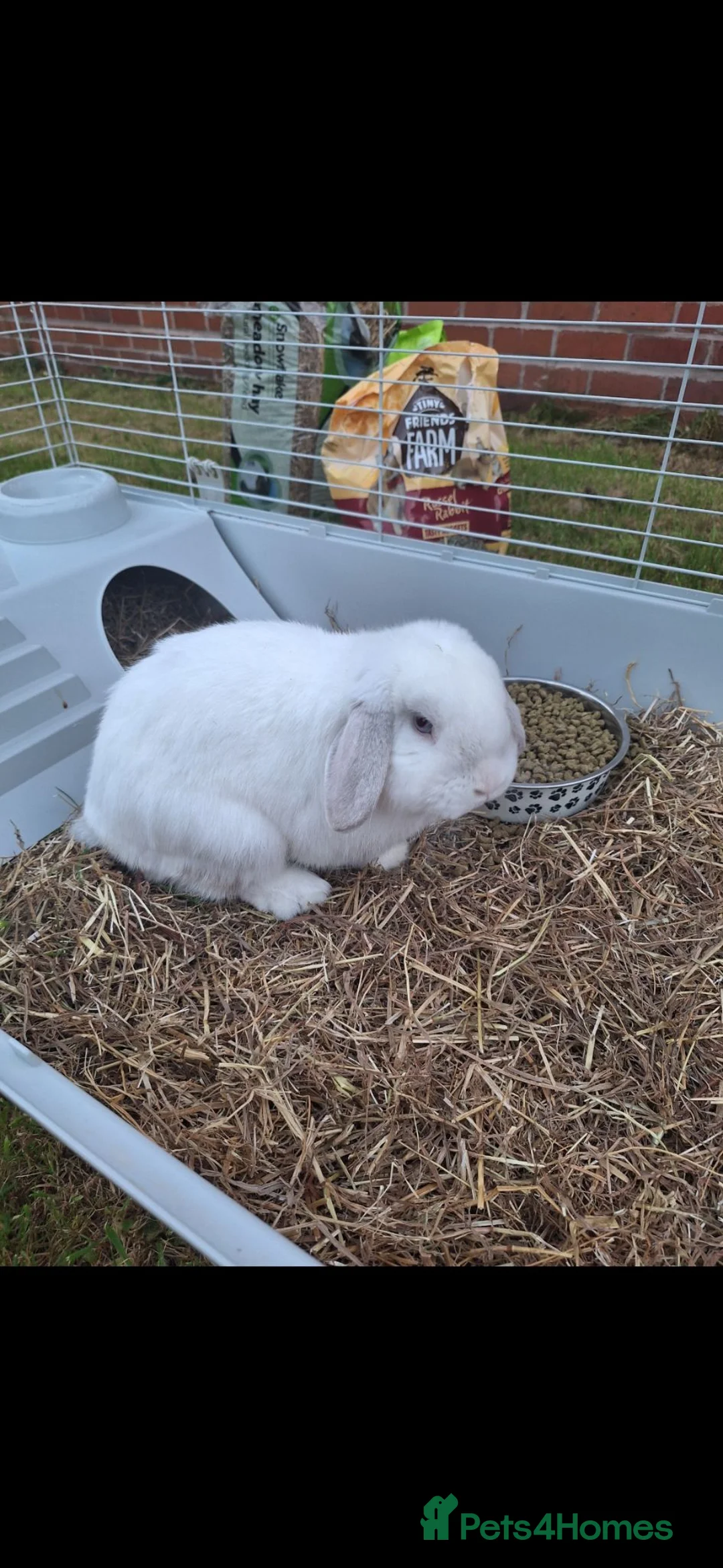 Lionhead rabbits for sale: Rabbit one male and female  in Stoke-on-Trent - Advert 1