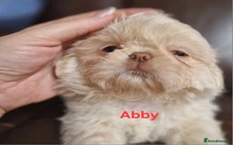 Shih Tzu dogs for sale: 6 Snow White Shih Tzu Pups.  - Image 8