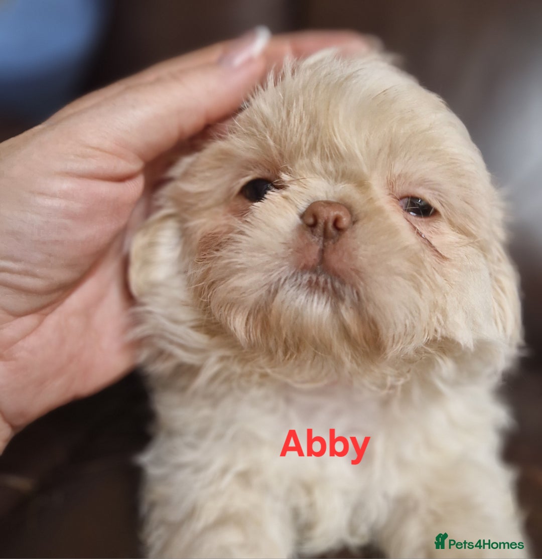 Shih Tzu dogs for sale: 6 Snow White Shih Tzu Pups.  - Image 8