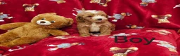 Cockapoo dogs for sale: ⚜️Pure Quality Cockapoos ⚜️ - Advert 12