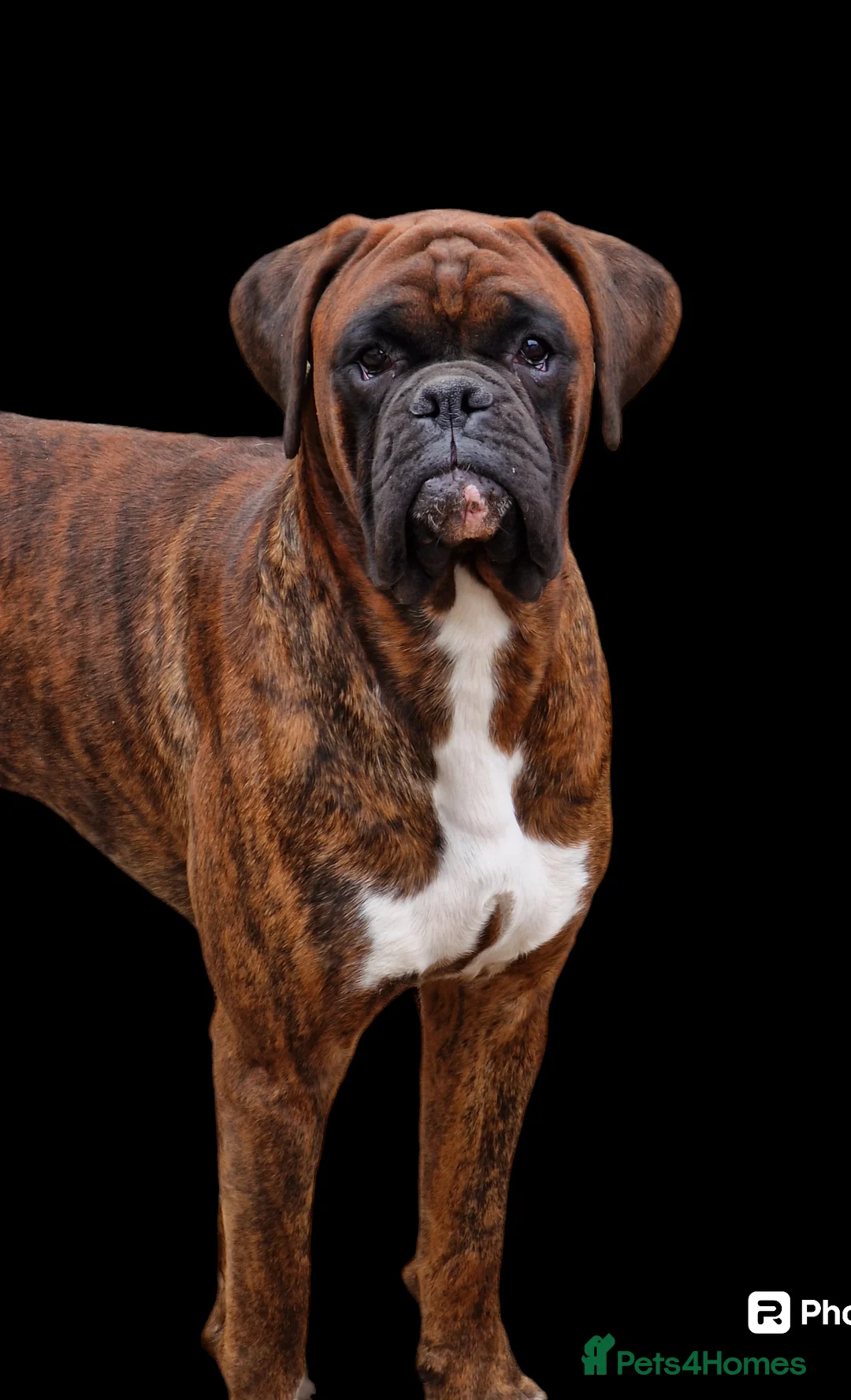 Boxer dogs for sale: 2 Stunning KC Brindle Boxer Bitches available.  - Advert 7