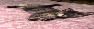 Mixed Breed 7