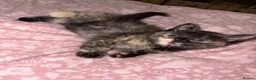 Mixed Breed cats for sale: Beautiful kittens looking for their forever homes - Advert 18
