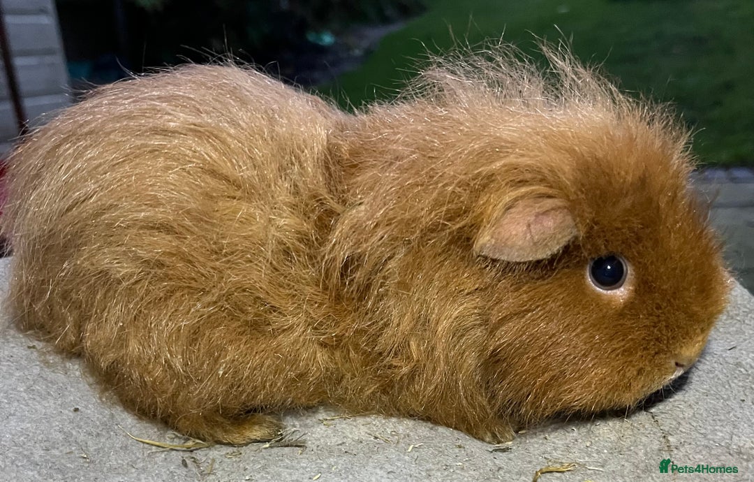 Guinea Pig rodents for sale: Female guinea pigs.  - Advert 1