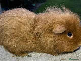 Guinea Pig rodents Female guinea pigs. - Advert 11