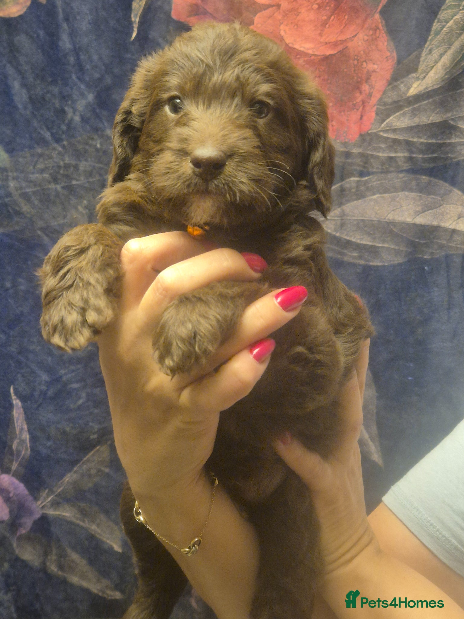 Labradoodle dogs Beautiful Labradoodle - Advert 3