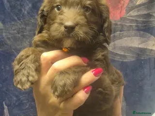 Labradoodle dogs Beautiful Labradoodle - Advert 7