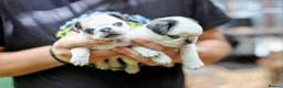 Pug dogs for sale: Panda pugs in Bishop Auckland - Advert 22
