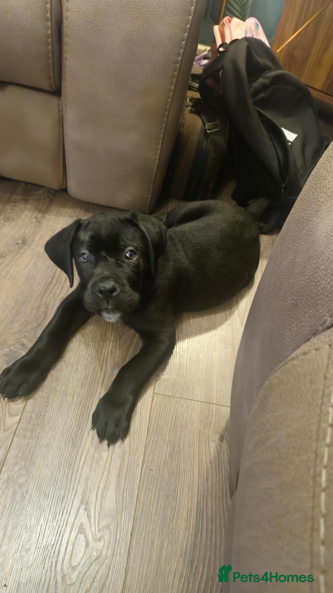 Cane Corso dogs *Ready to leave* Cane Corso puppys  - Advert 6