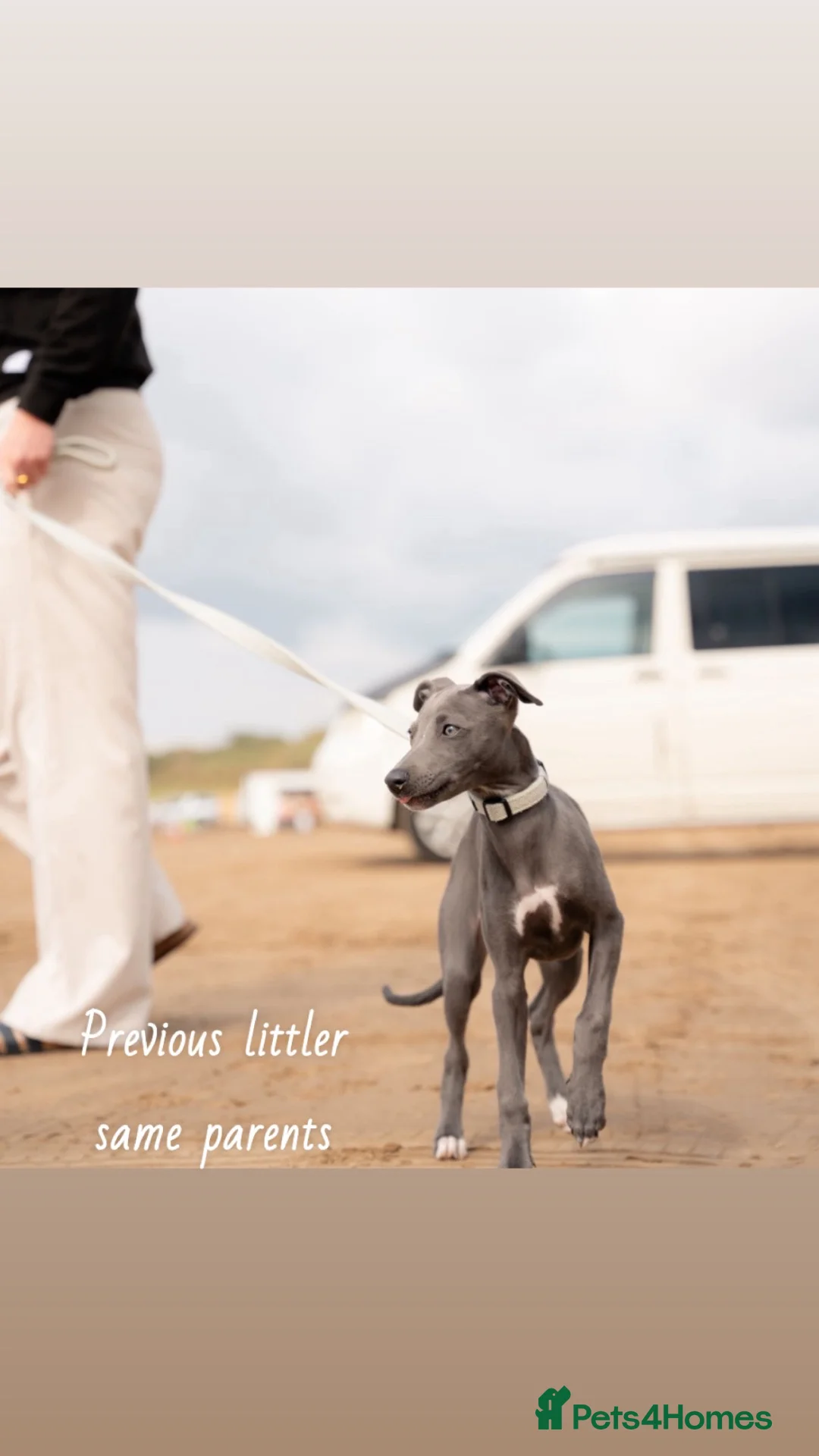 Whippet dogs for sale: KC blue whippet puppies  - Advert 15