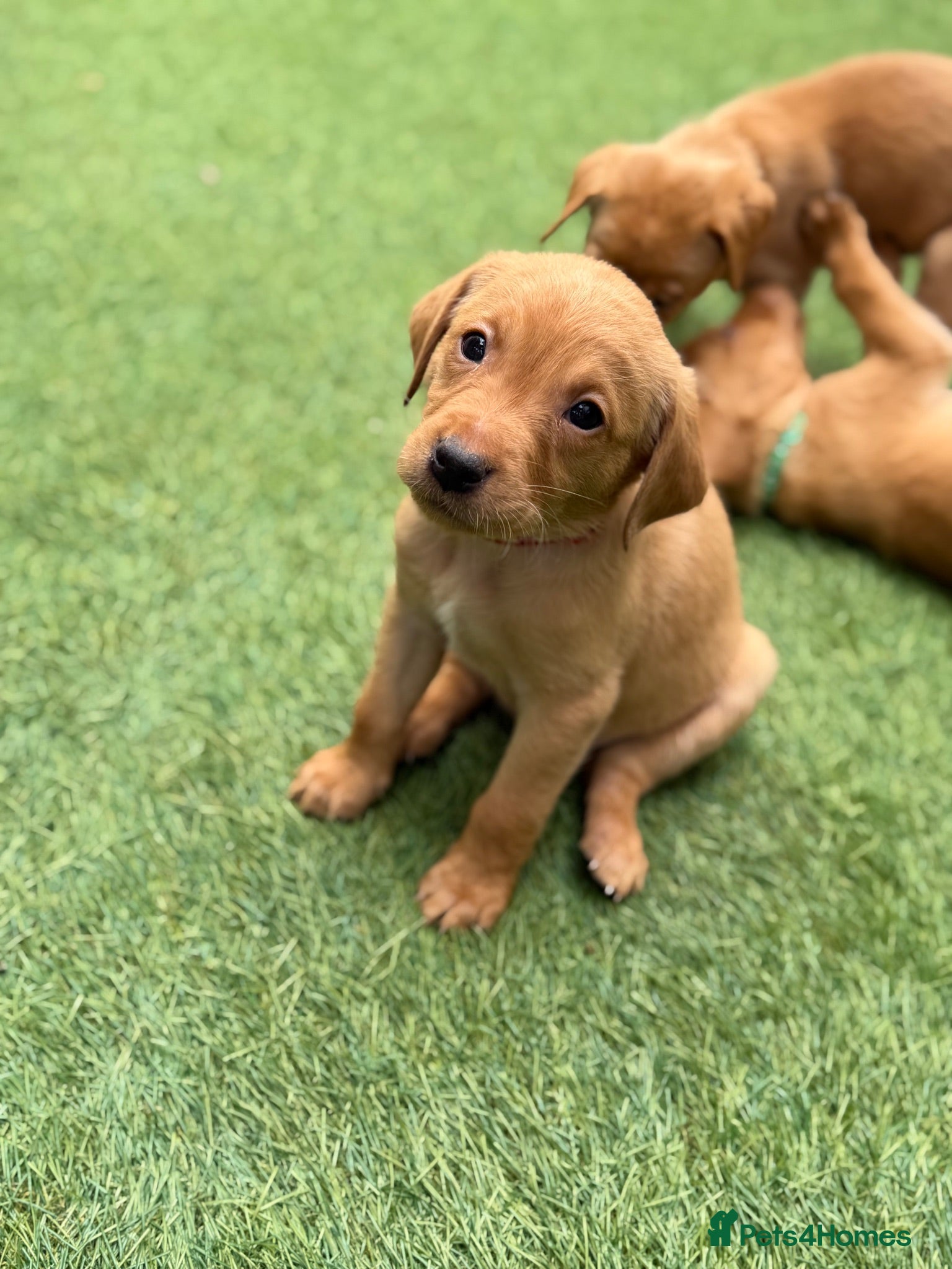 Labrador Retriever dogs KC Registered Fox Red Labrador Puppies - Advert 2