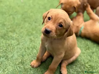Labrador Retriever dogs KC Registered Fox Red Labrador Puppies - Advert 2
