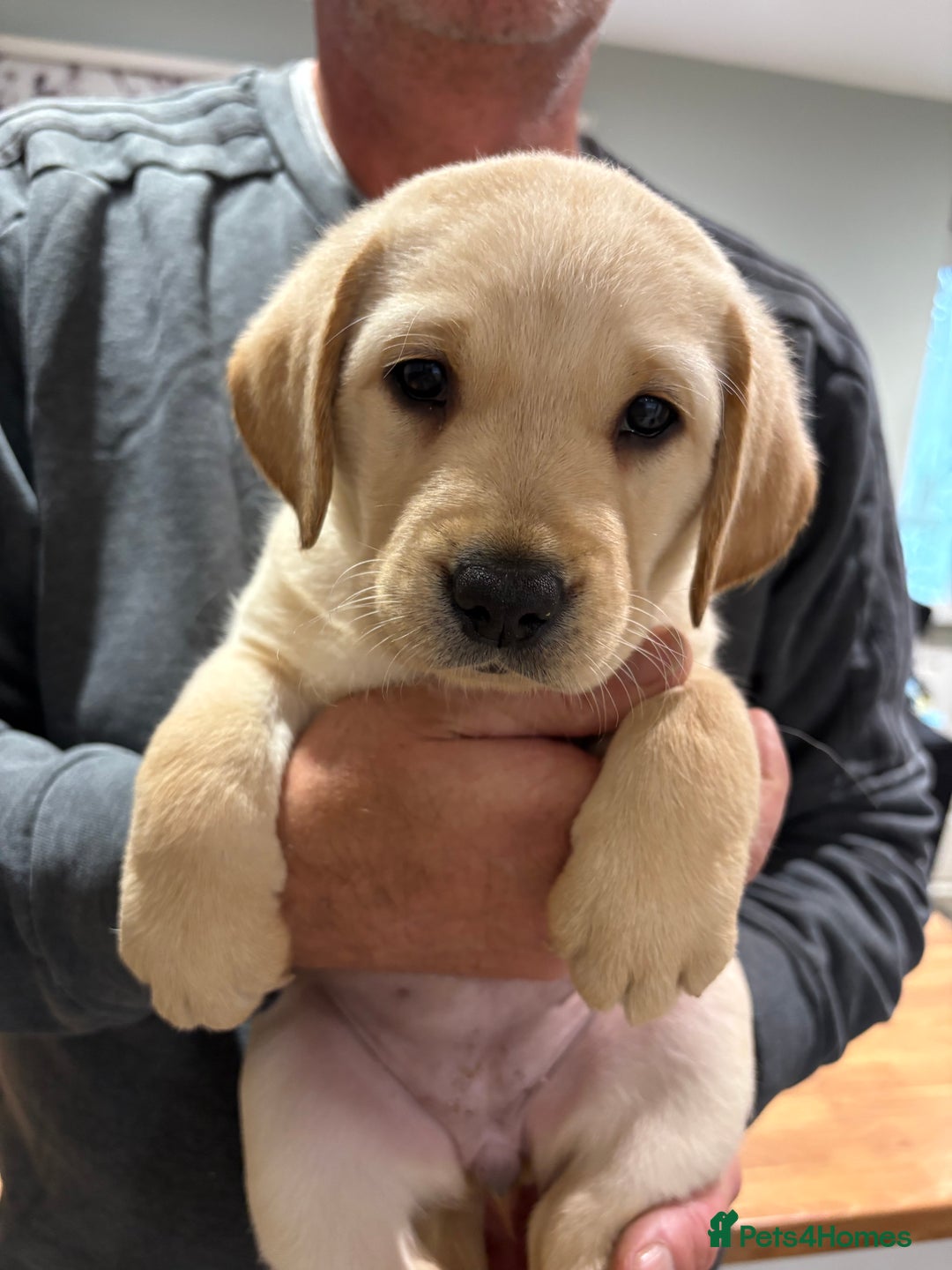 Labrador Retriever dogs for sale: Stunning litter of Labrador puppies - Advert 18