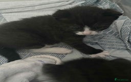 British Shorthair cats for sale: 2 kittens for sale  - Image 10