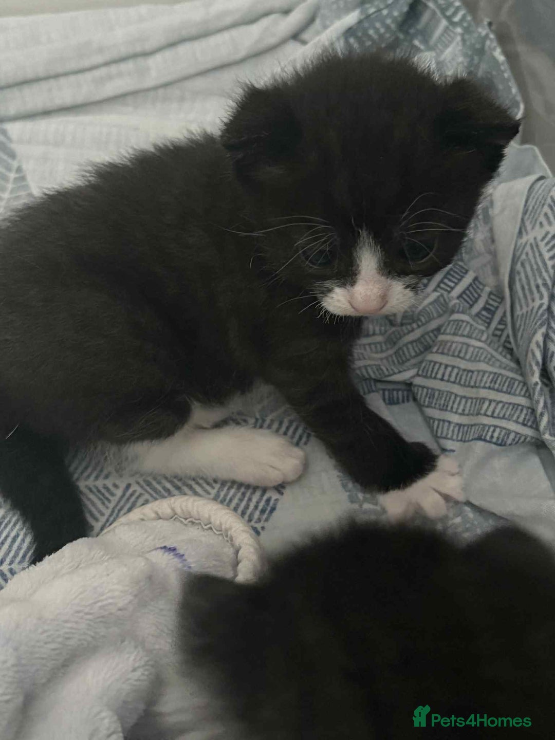 British Shorthair cats for sale: 2 kittens for sale  - Image 10