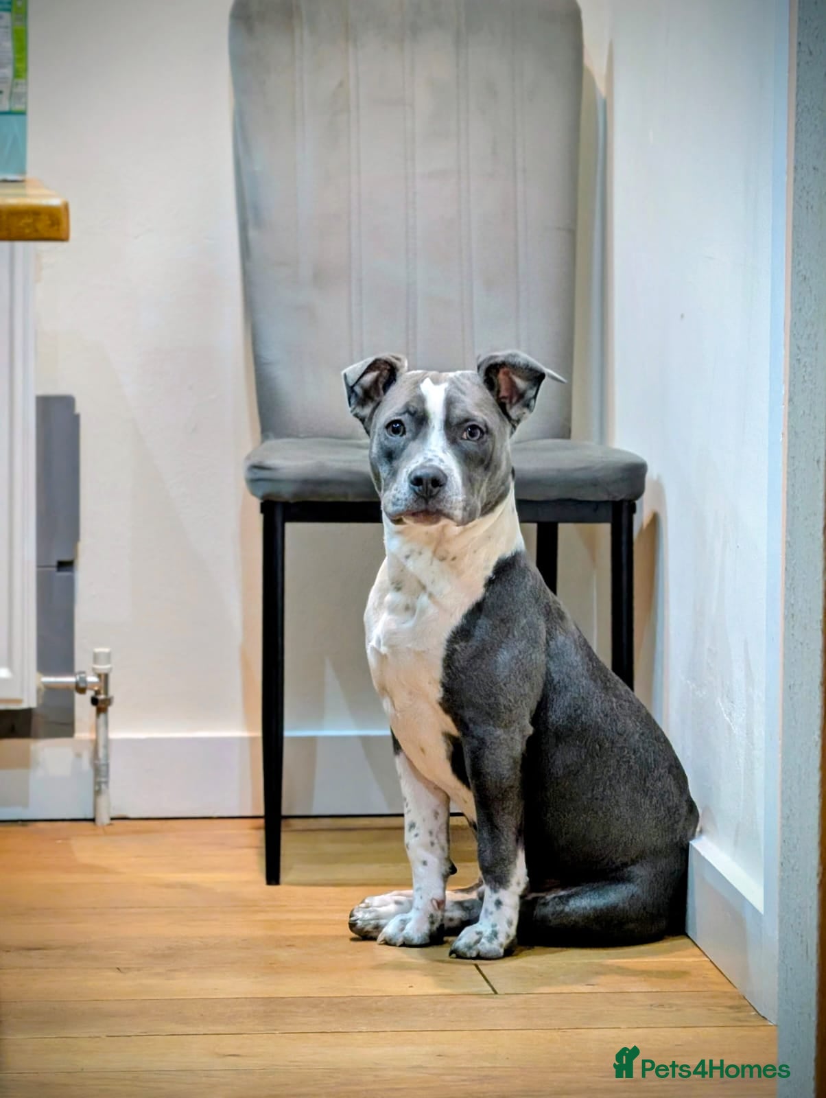 Mixed Breed dogs Grey & white 9 month Staffordshire bull terrier. - Advert 13