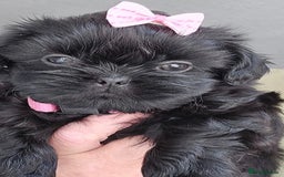Shih Tzu dogs for sale: Baby girl for sale  - Image 5