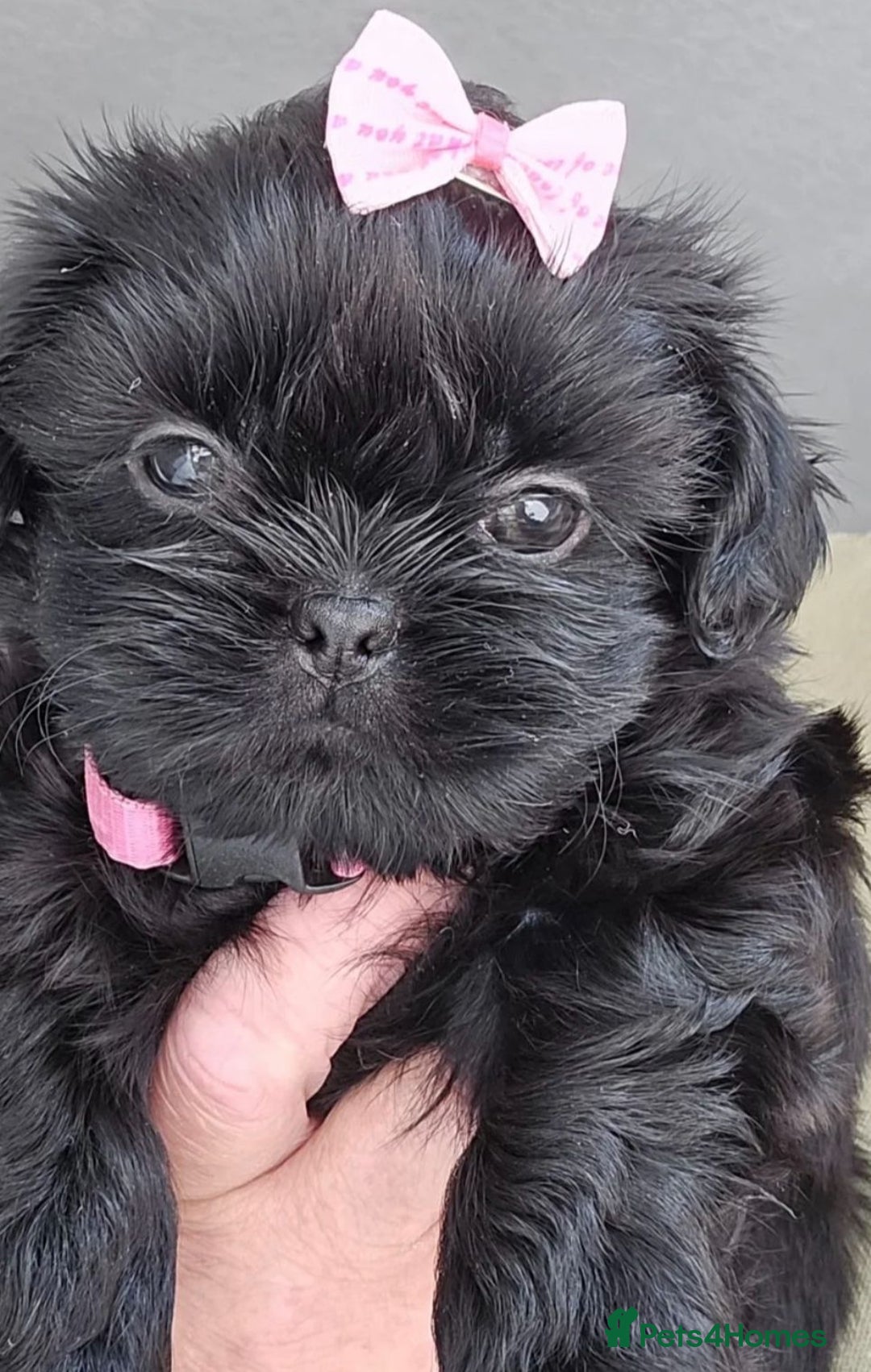 Shih Tzu dogs for sale: Baby girl for sale  - Image 5