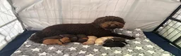 Cockapoo dogs for sale: Stunning Cockapoo Puppies looking for loving homes - Advert 2