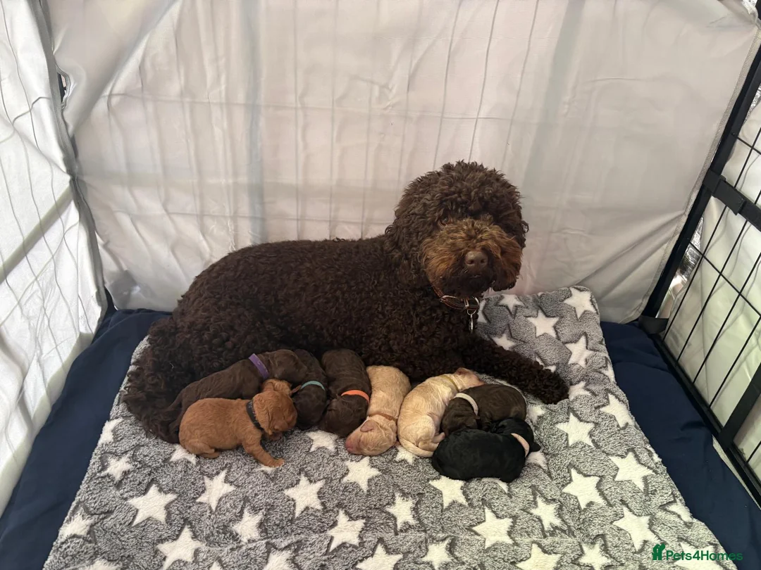 Cockapoo dogs for sale: Stunning Cockapoo Puppies looking for loving homes - Advert 2